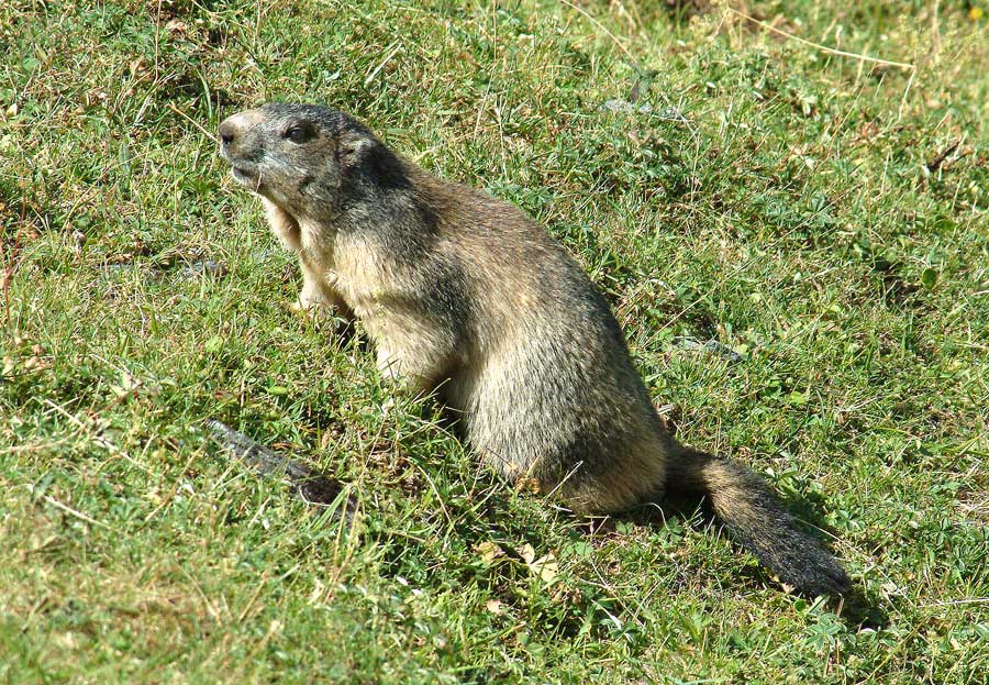 00marmotte-23-0803