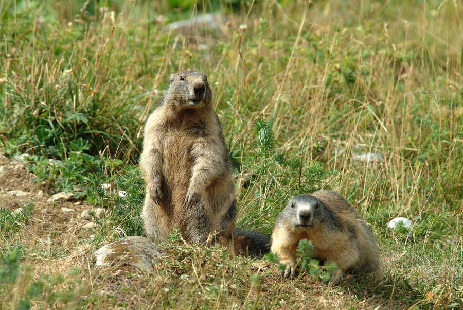 00marmotte-6-0803