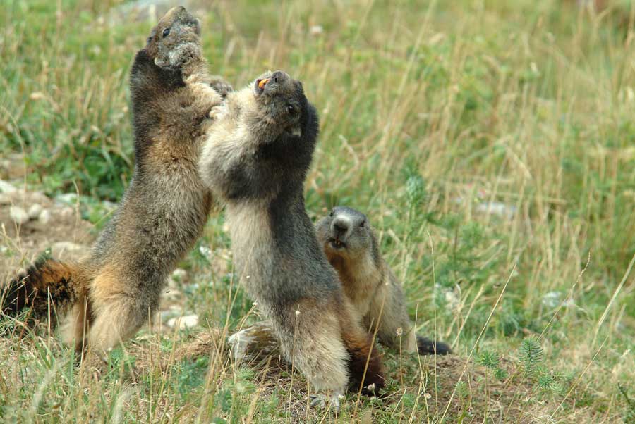 00marmotte-7-0803