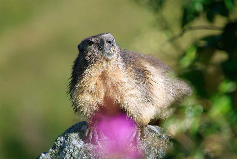 00marmotte-7-0805