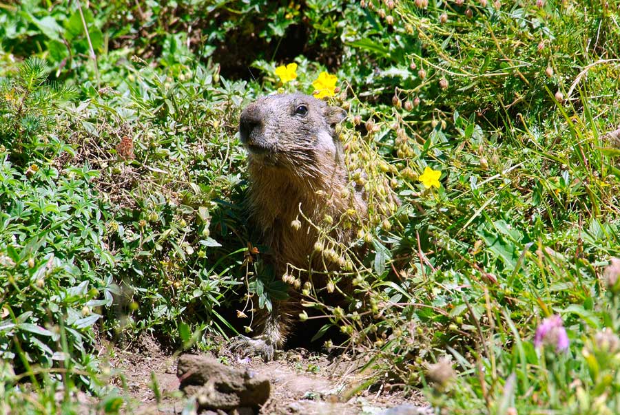 00marmotte-73-0805