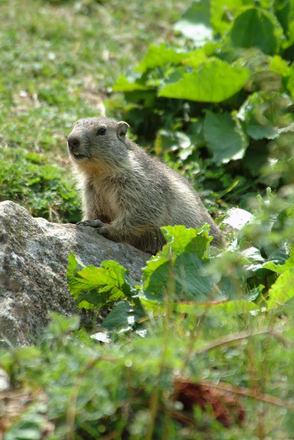 00marmotte-9-0803