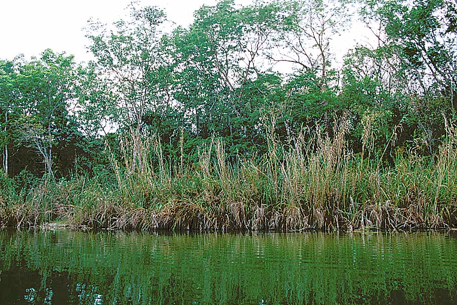 00mex-foret-tropicale-3-e