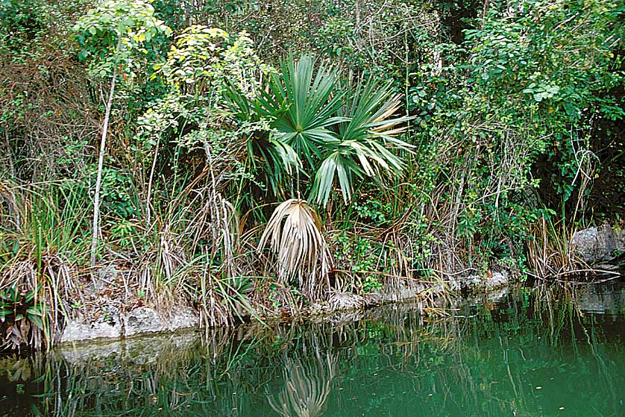 00mex-foret-tropicale-4-e