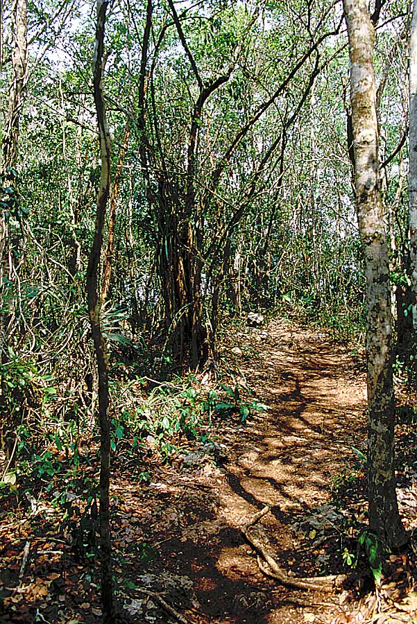 00mex-foret-tropicale-5-e
