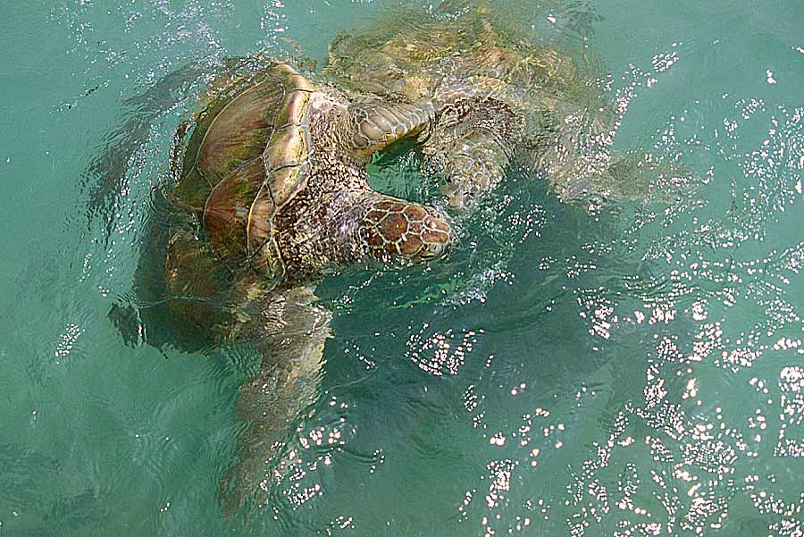 00mex-tortues-marines-1-e