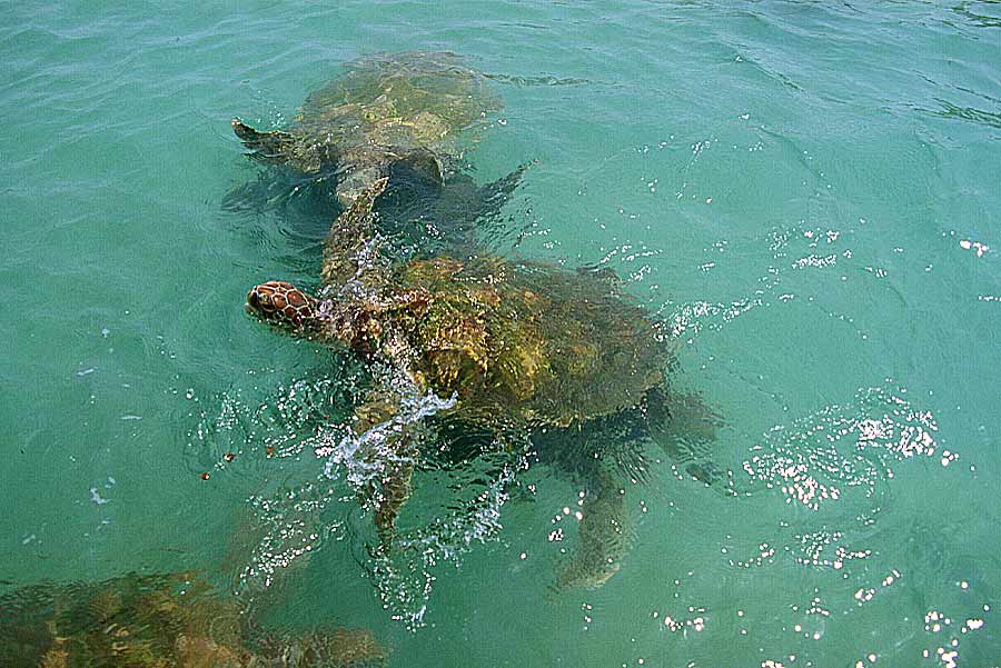 00mex-tortues-marines-2-e