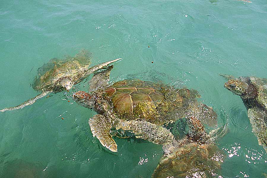 00mex-tortues-marines-3-e