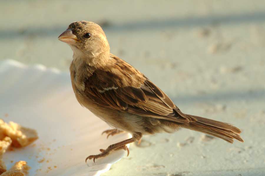 00moineau-3-0803