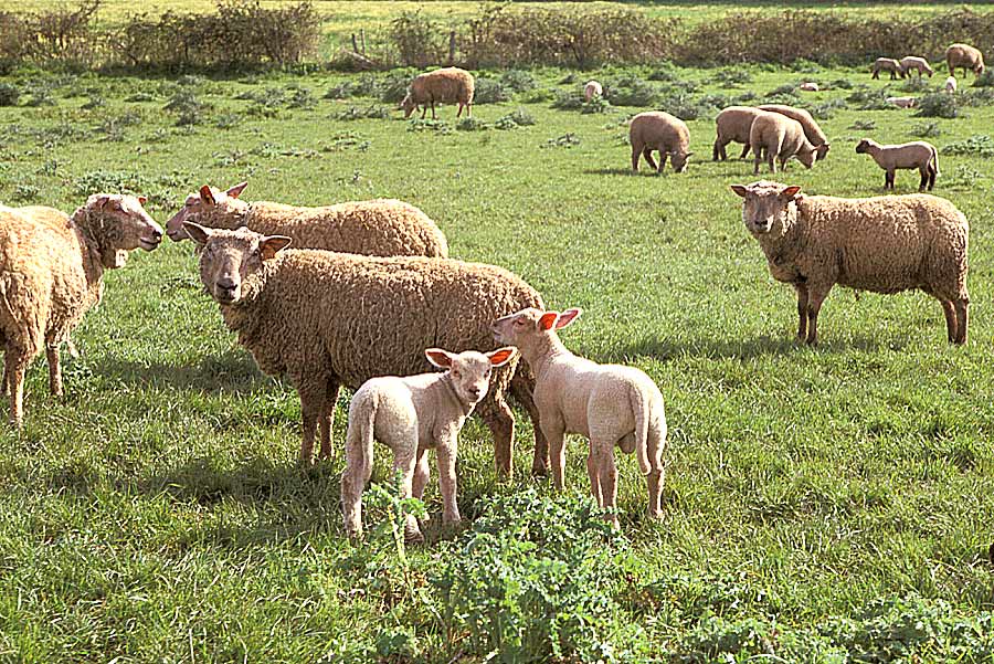 00mouton-poitevin-4-e