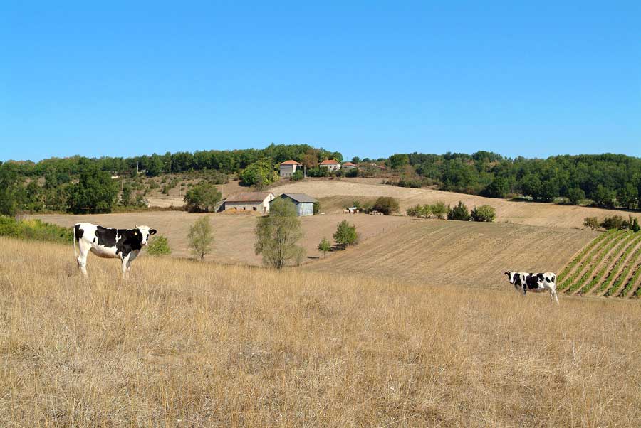 00secheresse-betail-12-0803