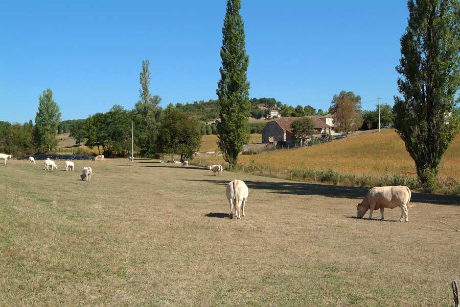 00secheresse-betail-8-0803