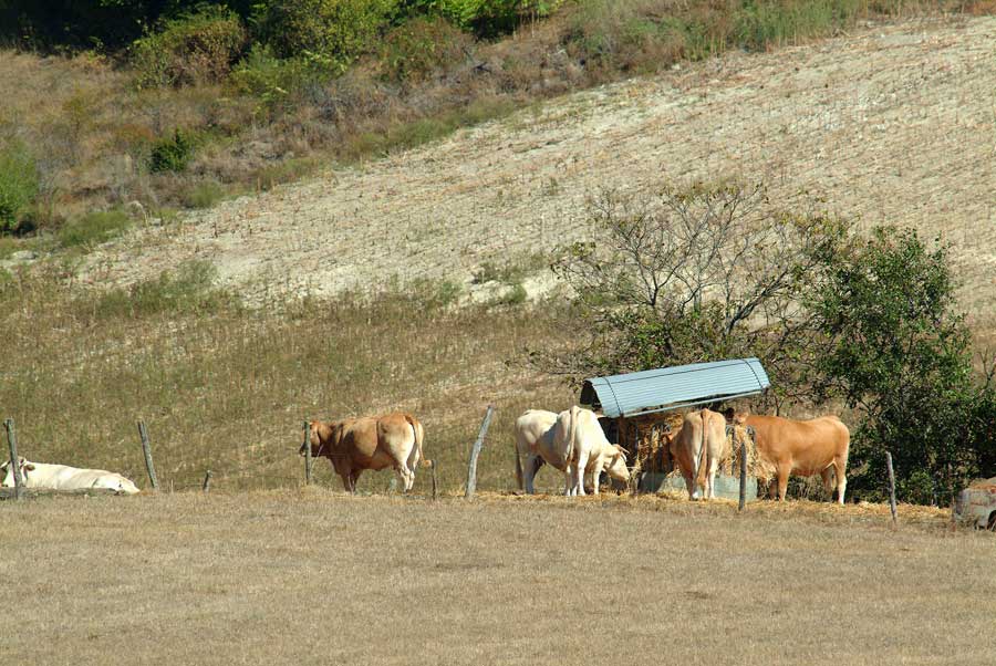 00secheresse-betail-9-0803
