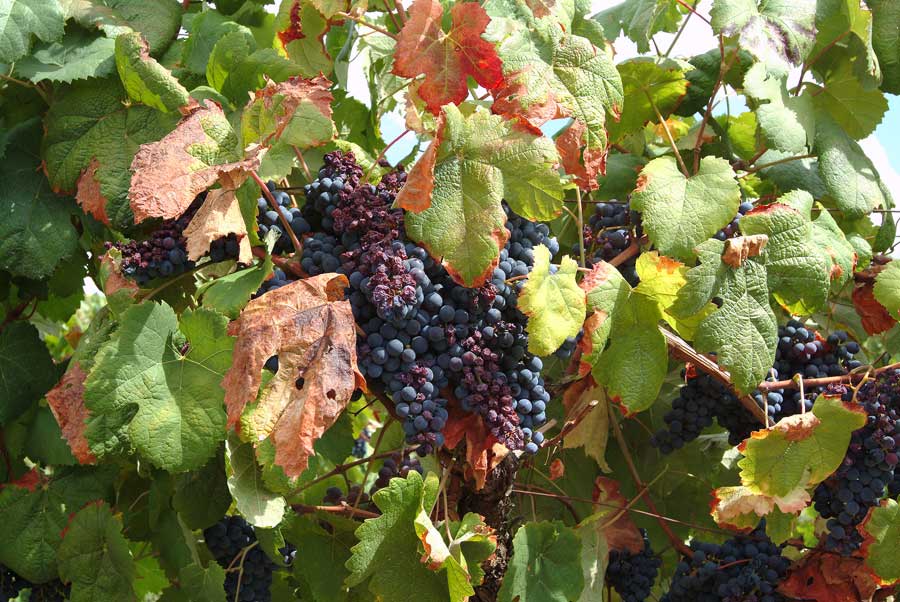 00secheresse-vigne-5-0803