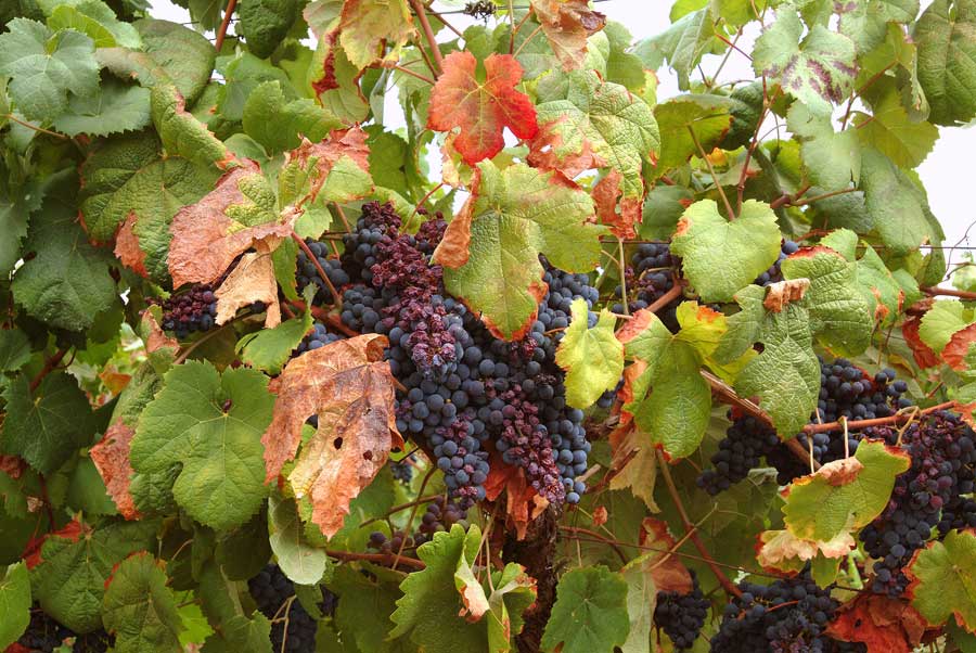 00secheresse-vigne-6-0803