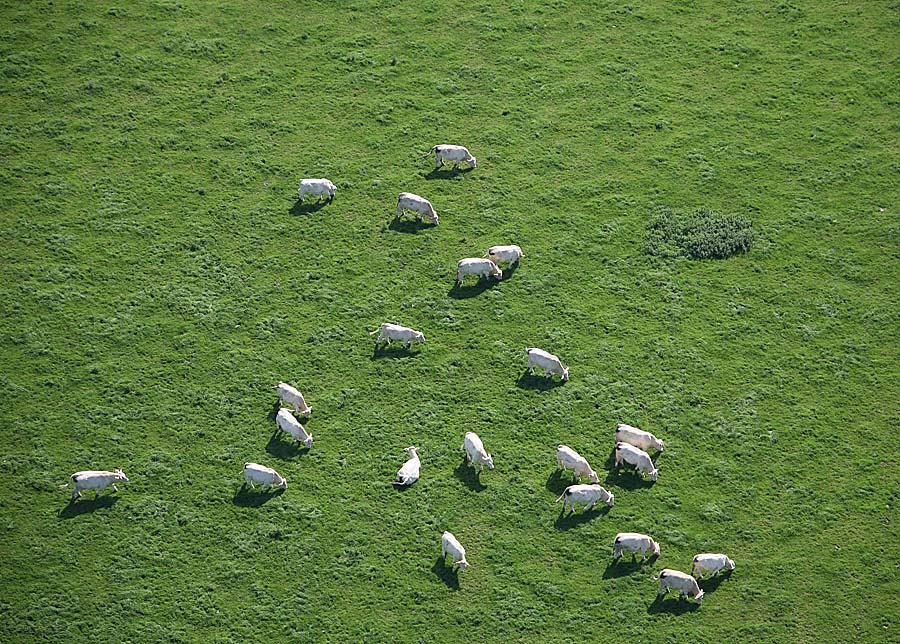 00vaches-1-0607