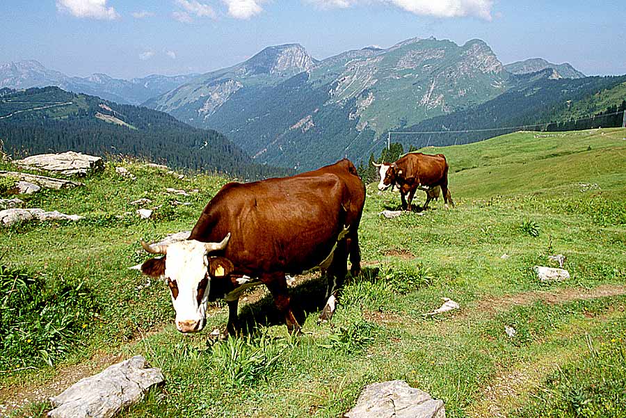 00vaches-1-e