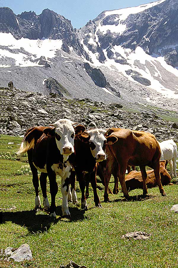00vaches-6-e