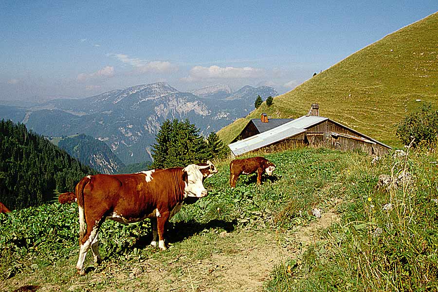 00vaches-7-e