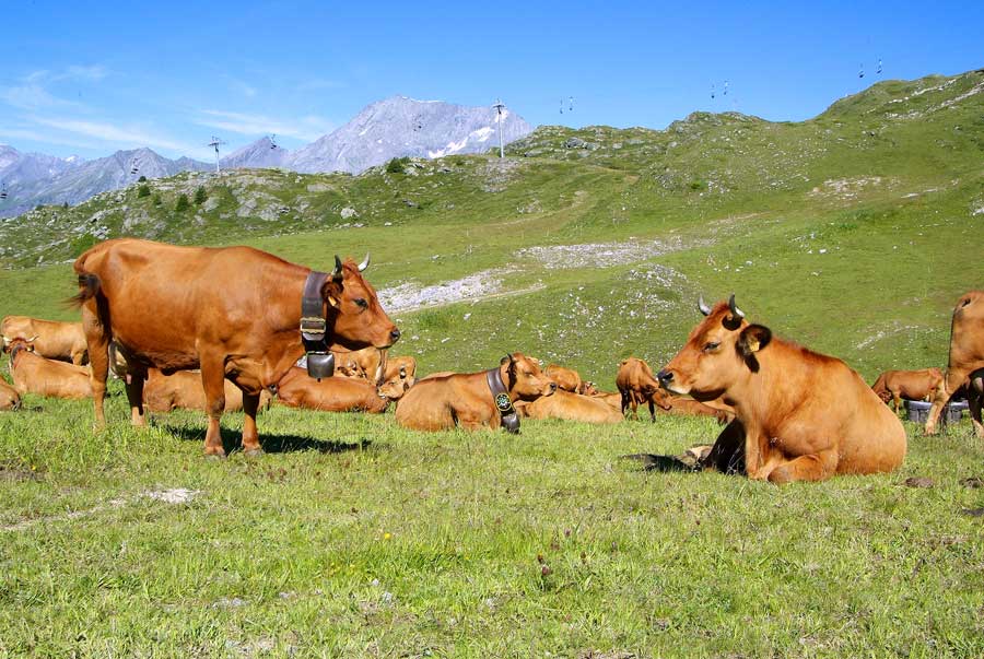 00vaches-alpage-10-0805