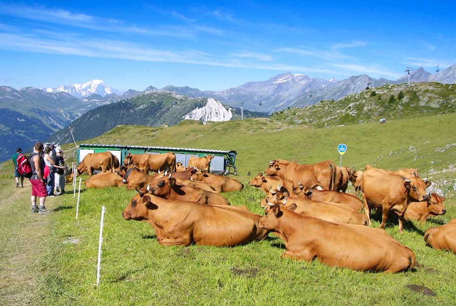 00vaches-alpage-11-0805