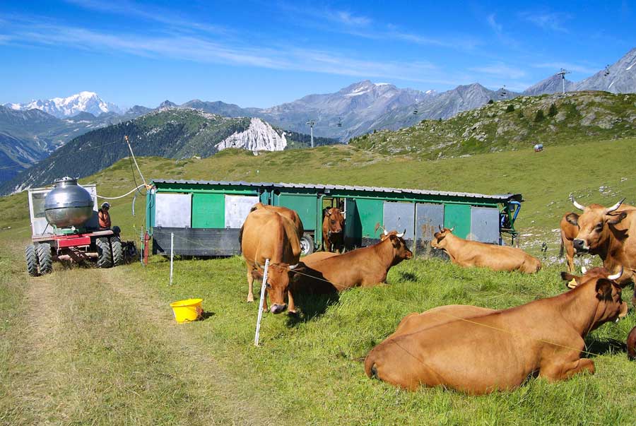 00vaches-alpage-22-0805