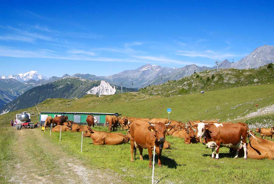 00vaches-alpage-3-0805