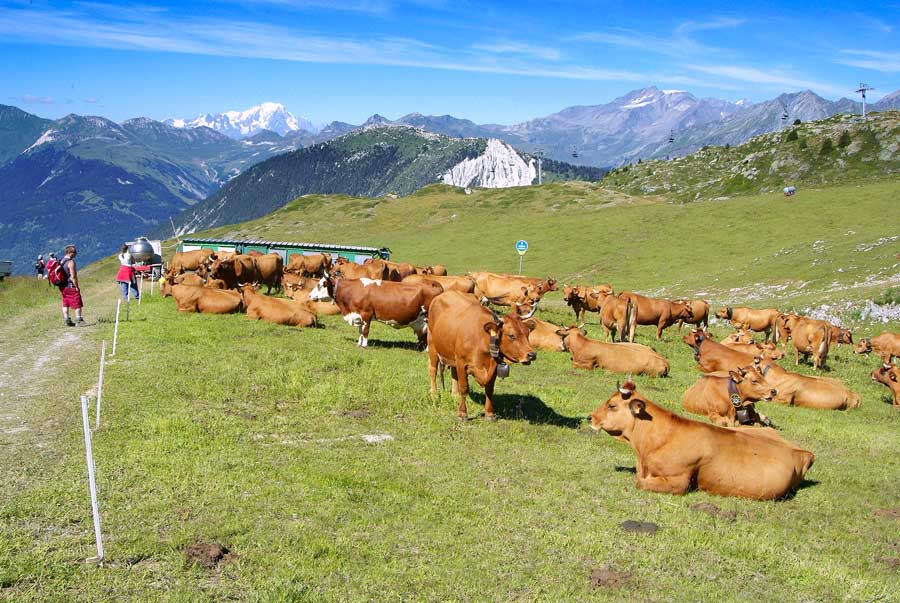 00vaches-alpage-7-0805