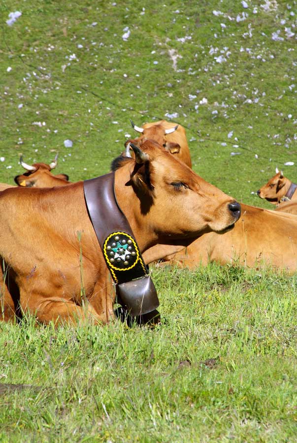 00vaches-alpage-8-0805