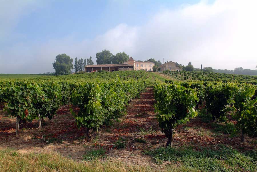 00vigne-6-0803