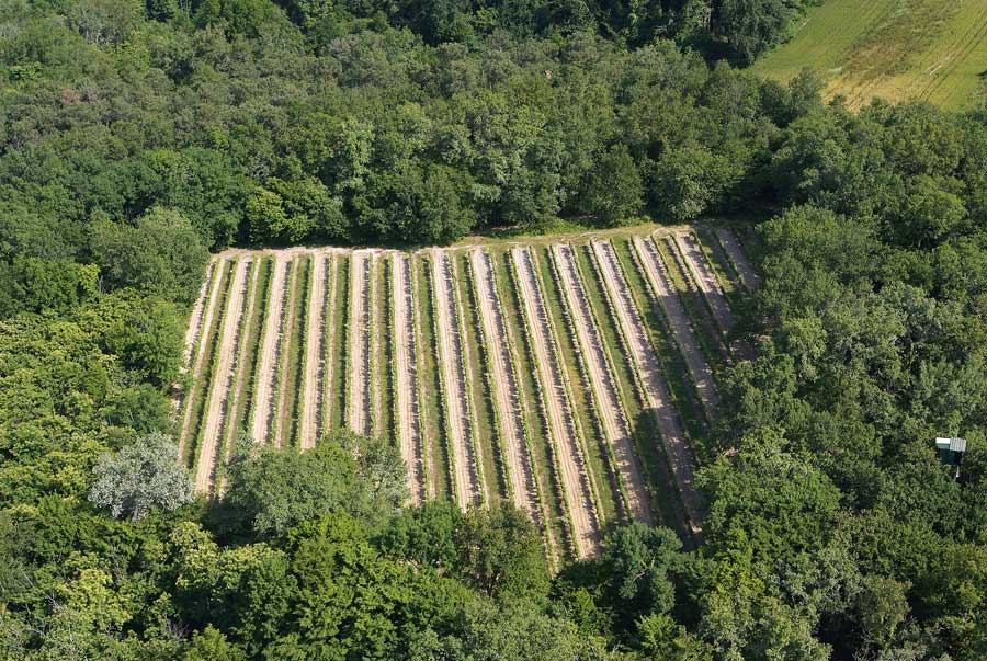 00vigne-bordelais-26-0605