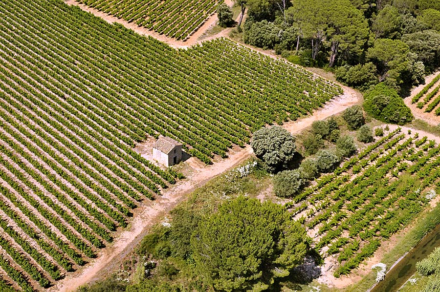 00vigne-languedoc-13-0708