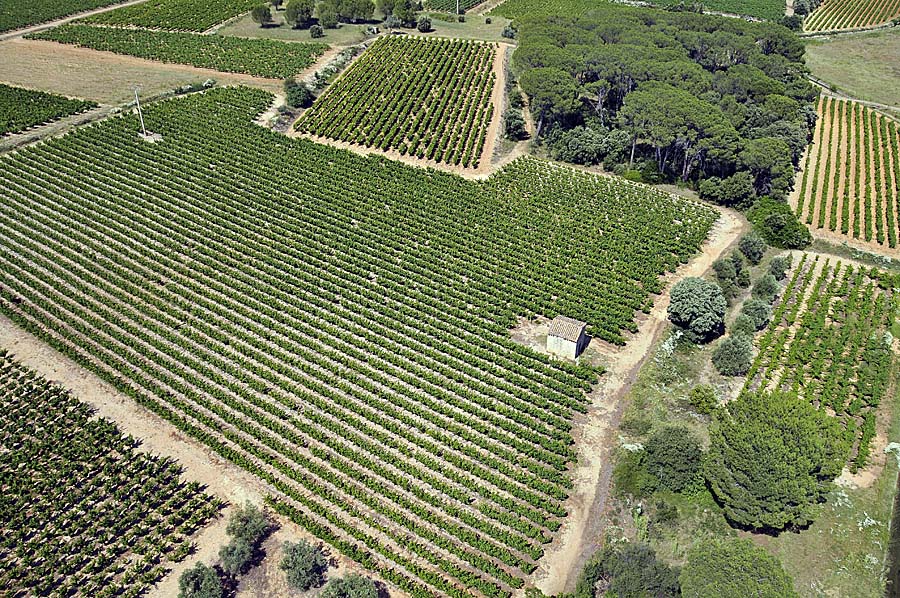 00vigne-languedoc-14-0708