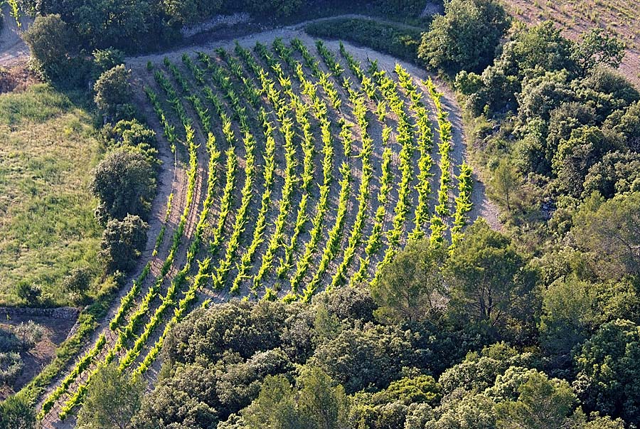 00vigne-languedoc-15-0608