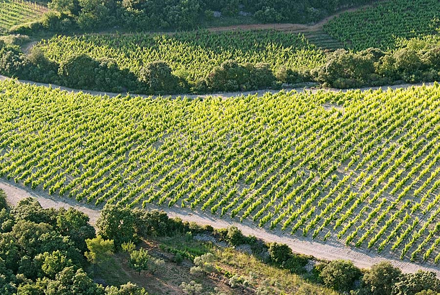00vigne-languedoc-17-0608