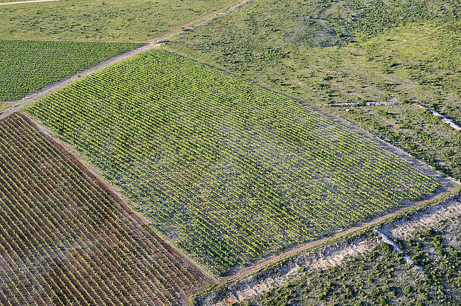 00vigne-languedoc-19-0608