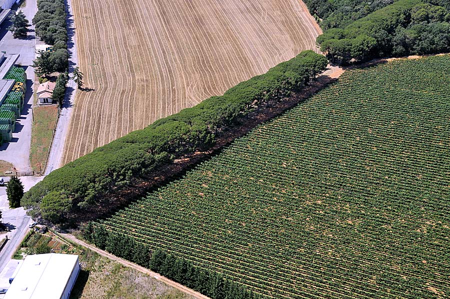 00vigne-languedoc-19-0708