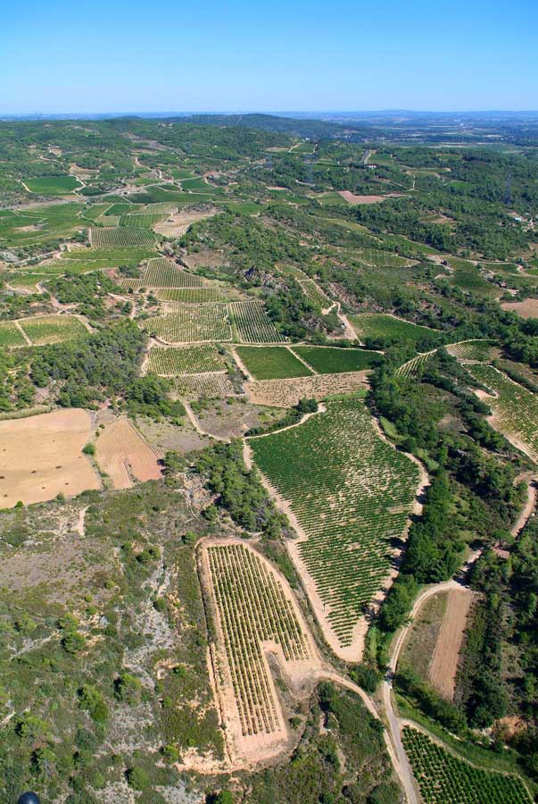 00vigne-languedoc-19-0806