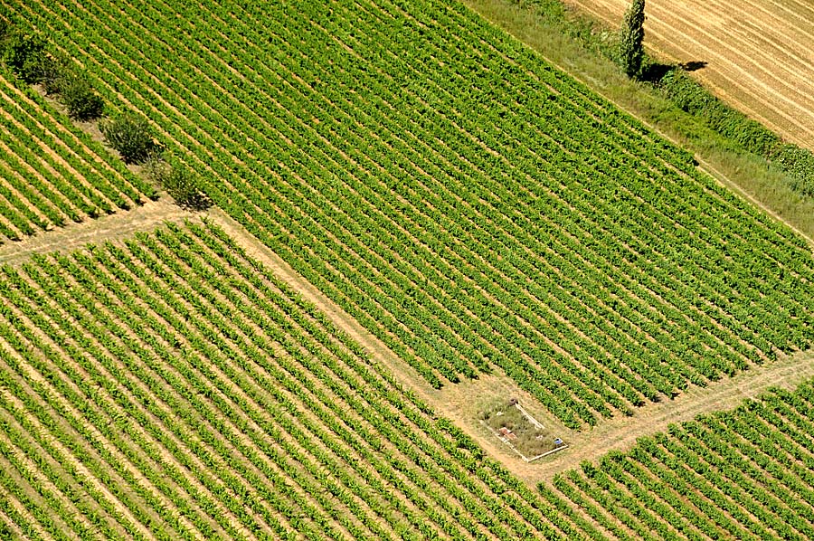 00vigne-languedoc-2-0708