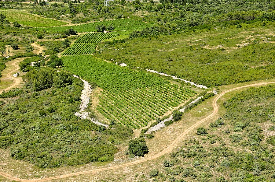 00vigne-languedoc-3-0708