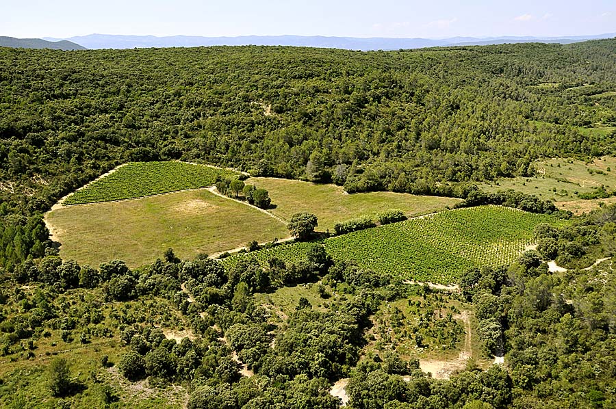 00vigne-languedoc-5-0708