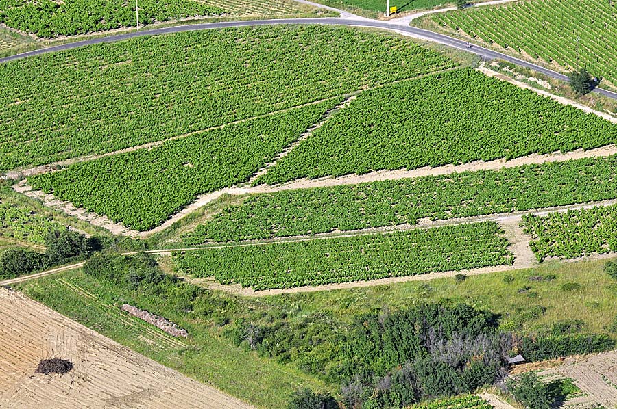 00vigne-languedoc-6-0608