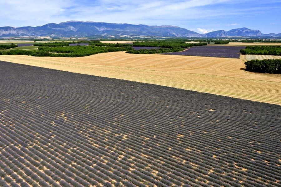 04plateau-valensole-20-0810