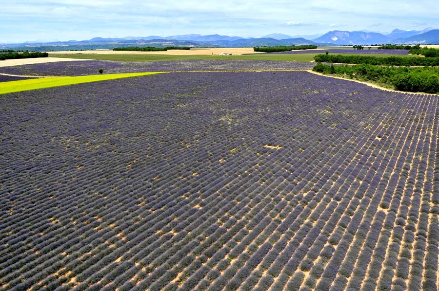 04plateau-valensole-24-0810