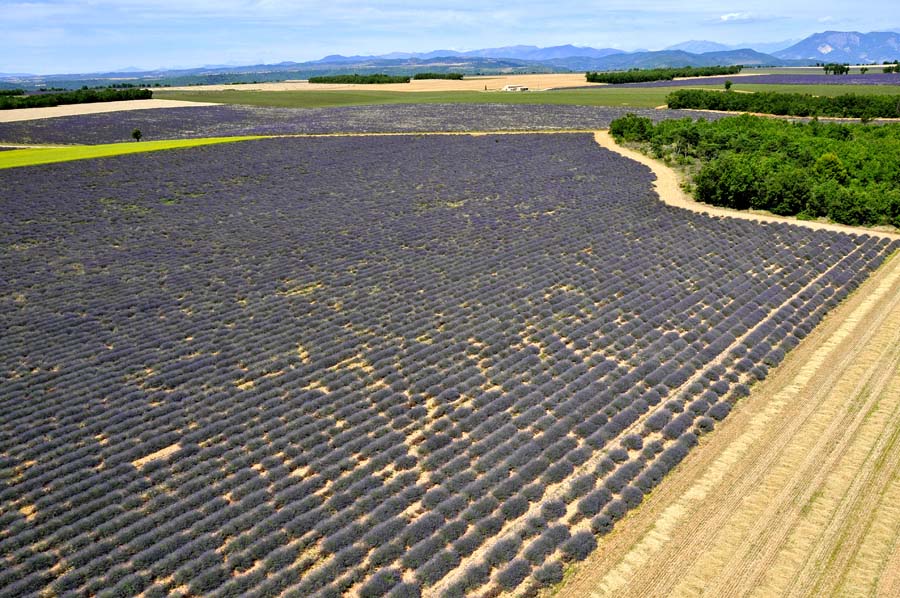 04plateau-valensole-25-0810