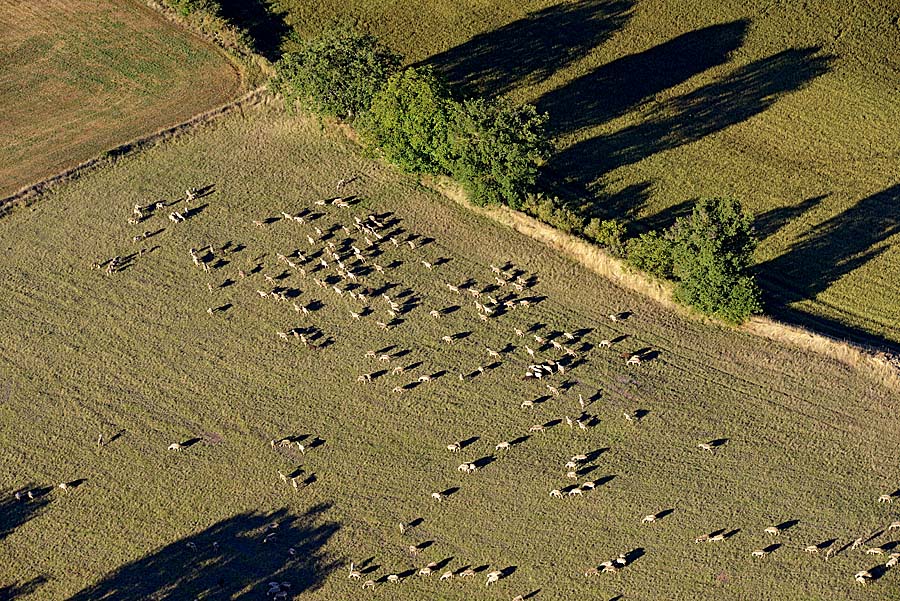 12elevage-mouton-larzac-5-0817