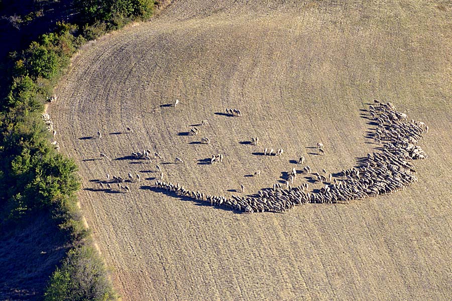 12elevage-mouton-larzac-6-0817