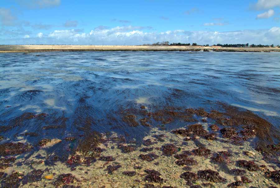 17ile-d-oleron-11-0404