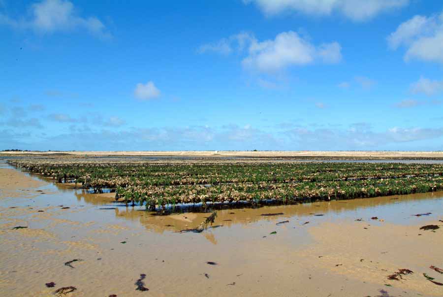 17ile-d-oleron-28-0404