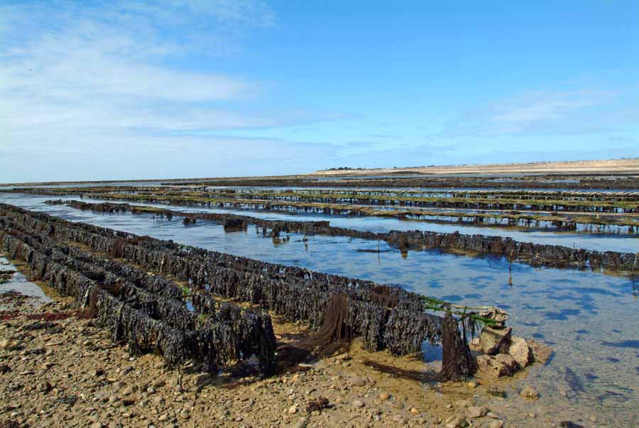 17ile-d-oleron-8-0404
